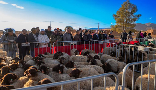 Distribution des ovins et Caprins DPA d&rsquo;Oujda