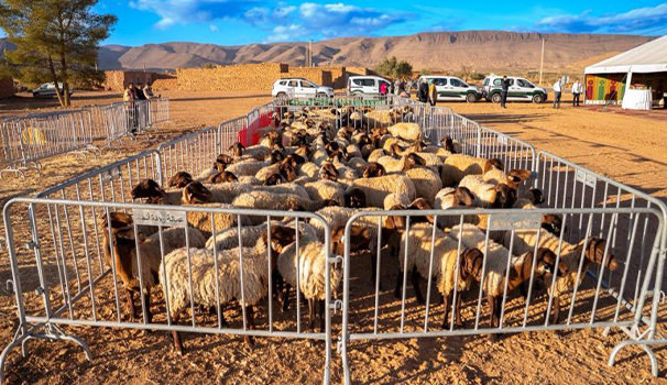 Distribution des ovins et Caprins DPA d&rsquo;Oujda