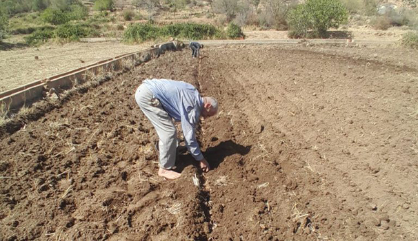 Plantation de Safran, Communes Ain.Sfa et Sidi Bouhria 10 Ha