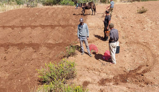 Plantation de Safran, Communes Ain.Sfa et Sidi Bouhria 10 Ha